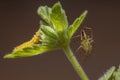 Striped Lynx Spider and a Flea Beetle Larvae