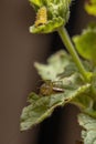 Striped Lynx Spider and a Flea Beetle Larvae