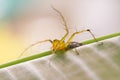 Striped lynx spider. spider types. spider macro images. Royalty Free Stock Photo