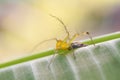 Striped lynx spider. spider types. spider macro images. Royalty Free Stock Photo