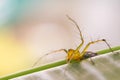 Striped lynx spider. spider types. spider macro images. Royalty Free Stock Photo