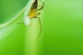 Striped lynx spider. spider types. spider macro images. Royalty Free Stock Photo