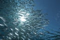 Striped mackerel and ocean