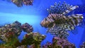 Striped marine fish lionfish. Royalty Free Stock Photo