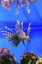 Striped marine fish lionfish.