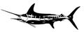 Striped marlin fish vector