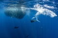 Striped marlin and sea lion hunting in sardine bait ball in pacific ocean