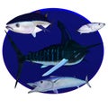 Striped marlin, wahoo, bluefin and skipjack tuna