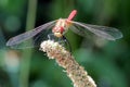 Striped Meadowhawk Dragonfly Royalty Free Stock Photo