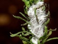 Striped mealybug, Ferrisia malvastra Royalty Free Stock Photo