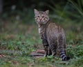 Striped mixed-breed cat wandering around