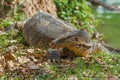 Striped monitor lizard Varanus salvator