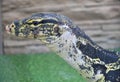 Striped monitor lizard, or water monitor lizard, kabaragoya Latin. Varanus salvator