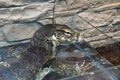 Striped monitor lizard, or water monitor lizard, kabaragoya Latin. Varanus salvator