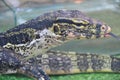 Striped monitor lizard, or water monitor lizard, kabaragoya Latin. Varanus salvator