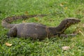 Striped monitor lizards Varanus salvator on grass close up. Park Lumpini, Bangkok