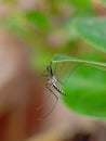 striped mosquito resting underside a green leaf Royalty Free Stock Photo