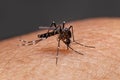 Striped mosquitoes are eating blood on human skin. Mosquitoes are carriers of dengue fever and malaria.Dengue fever is very