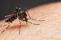 Striped mosquitoes are eating blood on human skin.