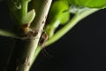 Striped mosquitoes in nature.