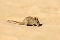 Striped mouse in natural habitat, South Africa