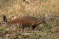 Striped-necked Mongoose - Herpestes vitticollis, beautiful colored shy mongoose Royalty Free Stock Photo