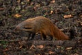 Striped-necked Mongoose - Herpestes vitticollis, beautiful colored shy mongoose Royalty Free Stock Photo