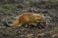 Striped-necked Mongoose - Herpestes vitticollis Royalty Free Stock Photo