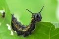 Striped oakworm eating oak leaf Royalty Free Stock Photo