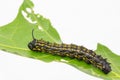 Striped oakworm on leaf Royalty Free Stock Photo