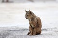 Striped orange cat sitting on the concrete ground. a small domesticated carnivorous mammal with soft fur.