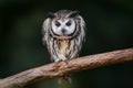 Striped Owl - Bird of Prey Royalty Free Stock Photo