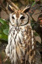 Striped owl Royalty Free Stock Photo