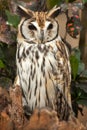 Striped owl Royalty Free Stock Photo