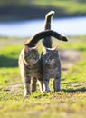 Striped pair of lovers cats goes on a green meadow in spring