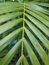 Striped of palm leaf, Abstract green texture, palm leaf isolated. Palm plants in the garden.