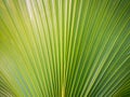 Striped of Pattern Fountain Palm Leaf Royalty Free Stock Photo