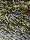 Striped pattern of green moss islands on a stone wall Royalty Free Stock Photo