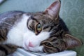 Striped pet cat lies on warm radiator resting and relaxing Royalty Free Stock Photo