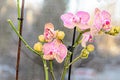 Striped pink orchid branch phal flowers, green buds, window background Royalty Free Stock Photo