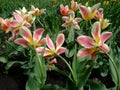 Striped Pink tulips grows in the garden after rain Royalty Free Stock Photo