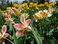 Striped Pink tulips grows in the garden after rain Royalty Free Stock Photo