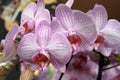 Striped pink and white moth orchid Royalty Free Stock Photo