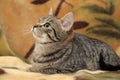 Striped playful european shorthair cat Royalty Free Stock Photo