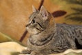 Striped playful european shorthair cat Royalty Free Stock Photo