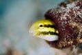 Striped Poison-fang Blenny Mimic Royalty Free Stock Photo