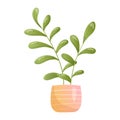 Pot with homemade tropical Plant with Leaves. Vector cartoon isolated illustration of planted ficus