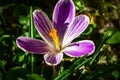Striped purple crocus King of Stripes in early spring garden. Close-up flower on blurred dark background Royalty Free Stock Photo