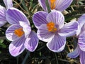 Striped Purple and White Crocus Flowers in March