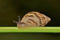 Striped Rabdotus Land Snail in Houston, Texas. Royalty Free Stock Photo